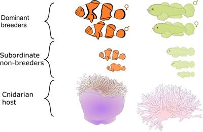 The Next Frontier in Understanding the Evolution of Coral Reef Fish Societies